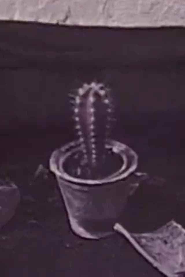 Cactus