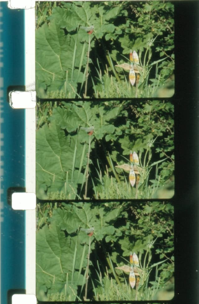 Jardin du Marais