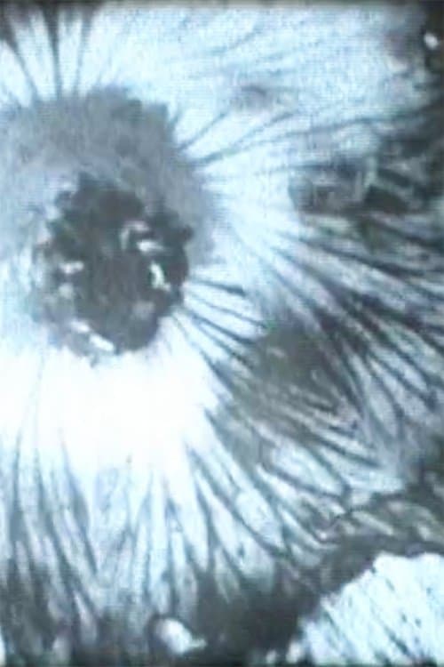 Solarization