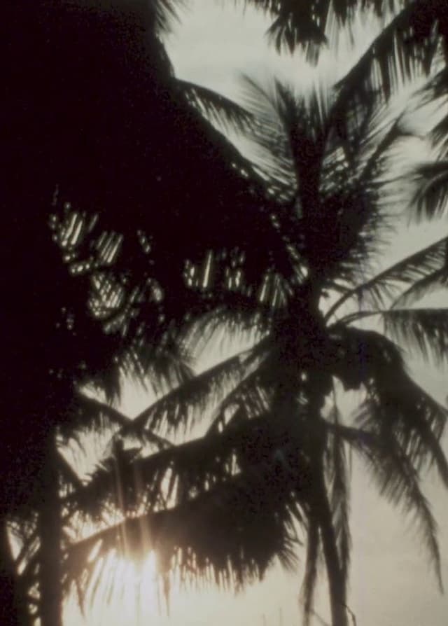 Land of Coconuts