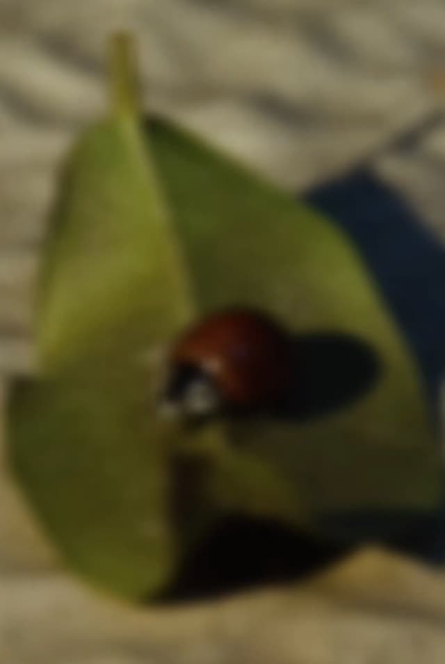 Myopia